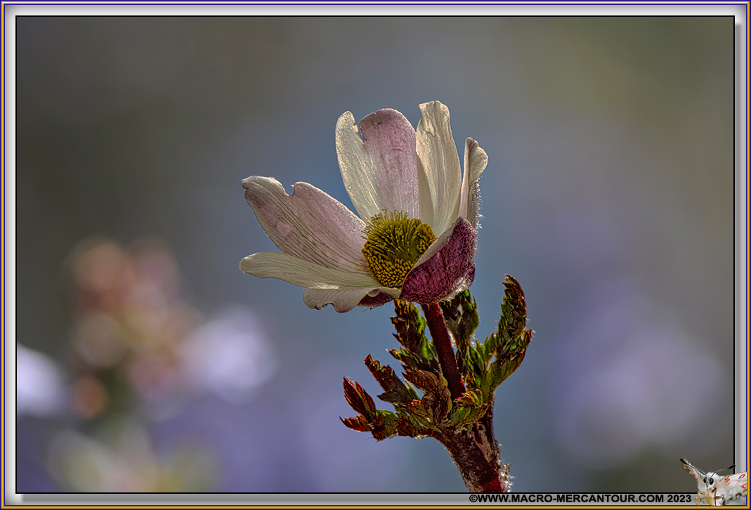 ANEMONES